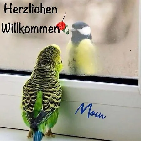 Im Harzer Vogelnest Spatzennest 公寓 巴特哈尔茨堡
